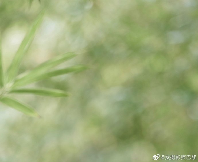 沿阶草 封面